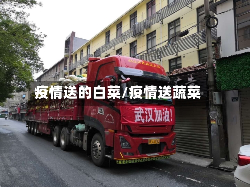 疫情送的白菜/疫情送蔬菜-第1张图片
